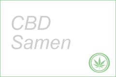 CBD Samen von Dutch Passion