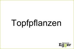 Topfpflanzen - Verkauf von Zimmerpflanzen, kleinen Gartenpflanzen ....