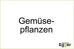 Gemüsepflanzen - Setzlinge und Jungpflanzen