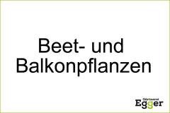 Beratung und Setzen von Beetpflanzen / Balkonpflanzen